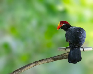 Bir Violet Turaco ağaçta dinleniyor