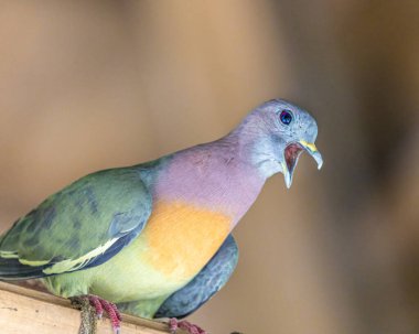 Ağzı açık pembe boyunlu yeşil bir güvercin.