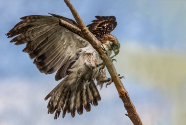 Bir Filipin Kartalı ağaca konuyor