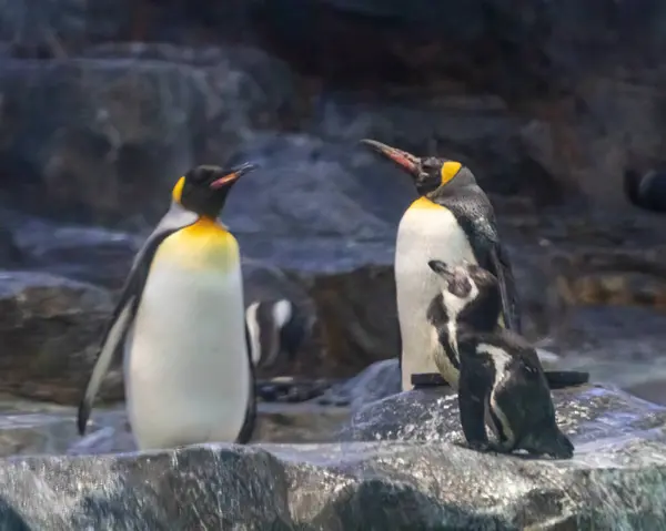 Bir kayanın üzerinde dinlenen bir Penguen ailesi