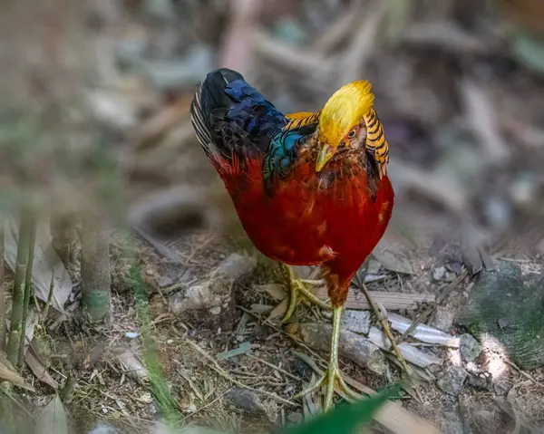 Ormanda dolaşan bir Altın Sülün