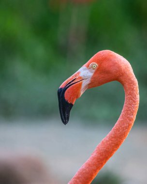 Pembe bir Flamingo vesikalığı.