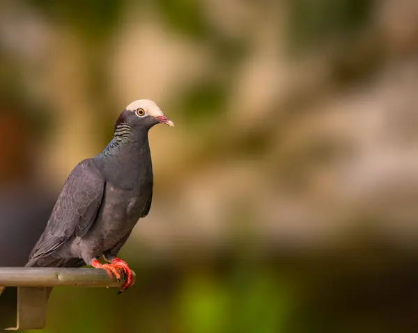 Beyaz Crown güvercini parmaklıkların üzerinde dinleniyor.