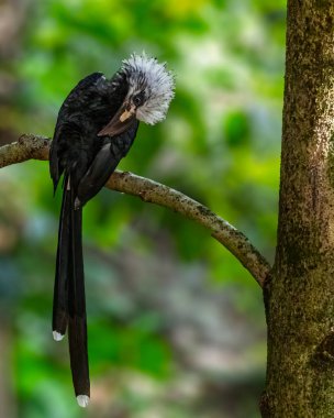 Beyaz Taç Boynuzu Ağaçta kanatlarını temizliyor
