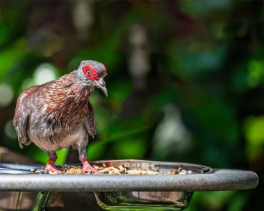 Bir benekli güvercin tepsiden yemek yiyor.
