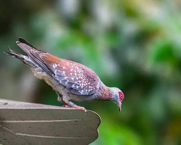 Benekli bir güvercin havalanmak için aşağıya bakıyor.