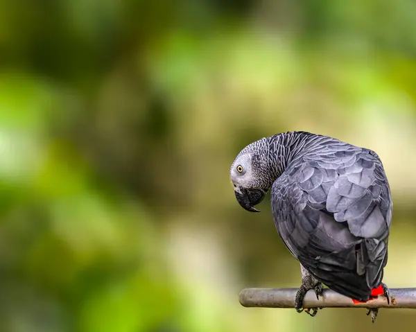 Çerçevede dinlenen Afrikalı bir gri papağan