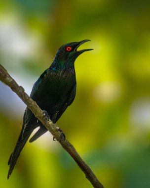 Asyalı parlak bir sığırcık ağaçtan arıyor.