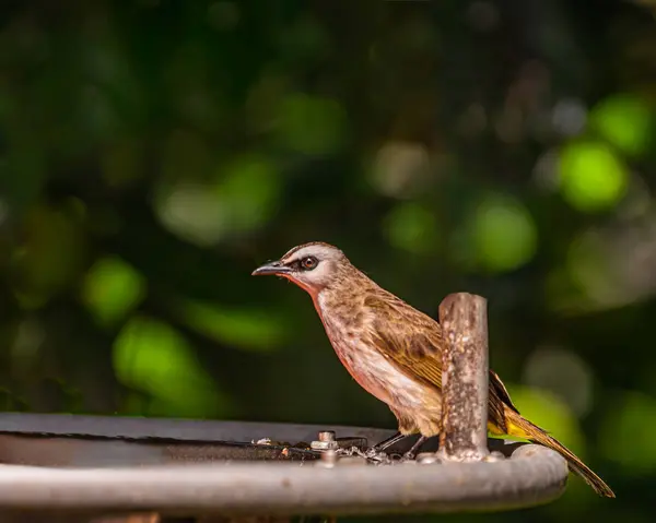 Bir Sarı, yemek tabağında bir Bulbul havalandırdı.