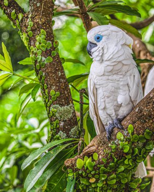 Mavi gözlü bir papağan ağaçta dinleniyor.