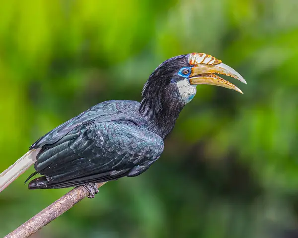 Ağaçta bir Blyth 's Hornbill dişisi