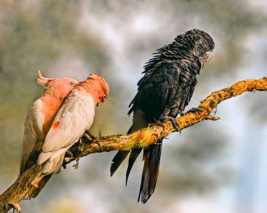 Pembe Kakadu ile birlikte bir Siyah Kakadu