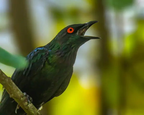 Asyalı parlak bir sığırcık arıyor.