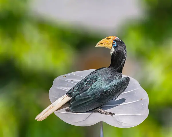 Dişi bir Blyth, Boynuz gagası tabakta dinleniyor.