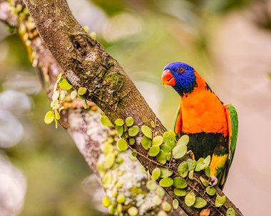 Kırmızı yakalı bir Lorikeet ağaca tünemiş.