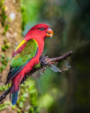 Ağaca tüneyen geveze Lori