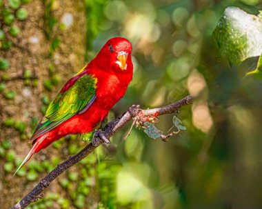 Ağaçta oturan geveze Lori.