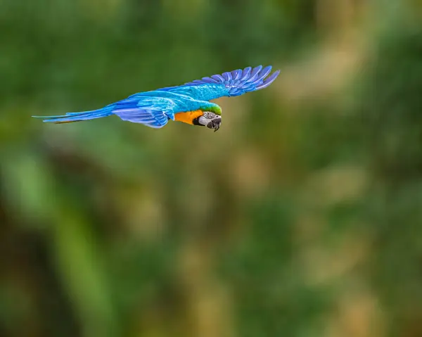 Bahçede uçan bir makav