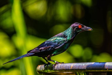 Asyalı parlak bir Starling başka tarafa bakıyor.