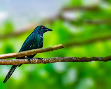 Ağaçta tüneyen Asyalı parlak bir sığırcık