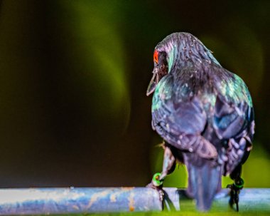 Asyalı parlak bir Starling başka tarafa bakıyor.