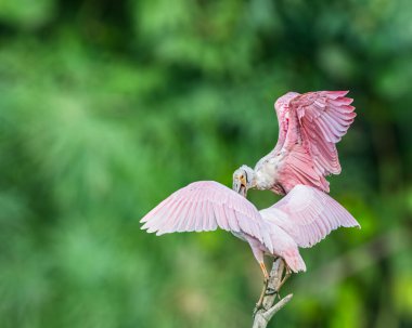 Ağaçta bir çift kaşık faturası