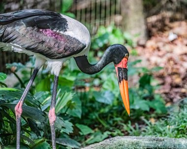 Bir eyer gagalı leylek Gölde oturuyor