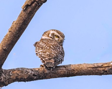 Benekli bir baykuş ağaçta tünemiş