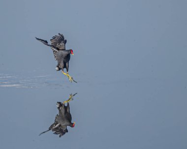 Bir Avrasya su tavuğu göle doğru geliyor.