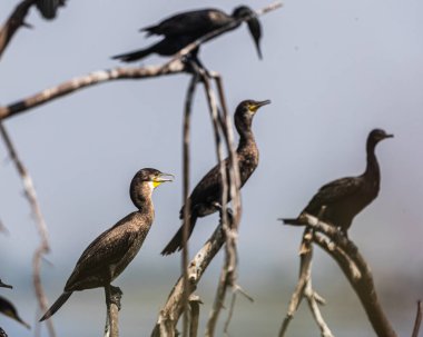 Ağaçta dinlenen dört karabatak