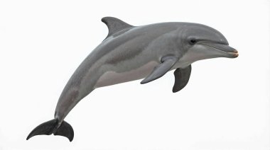 Dolphin tüm vücut, beyaz arkaplanda izole.