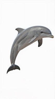 Dolphin tüm vücut, beyaz arkaplanda izole.