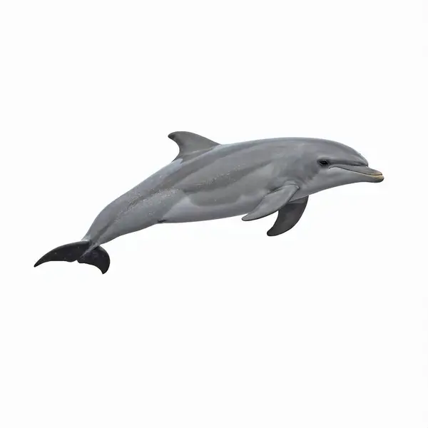 Dolphin tüm vücut, beyaz arkaplanda izole.
