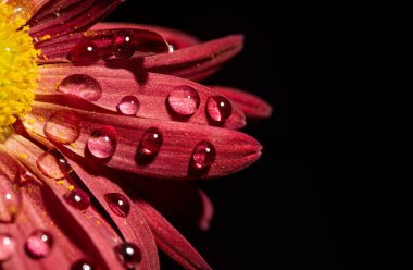 Red flower petals closeup view with water droplets on dark banner. clipart