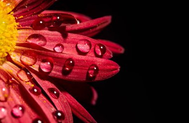 Red flower petals closeup view with water droplets on dark banner. clipart