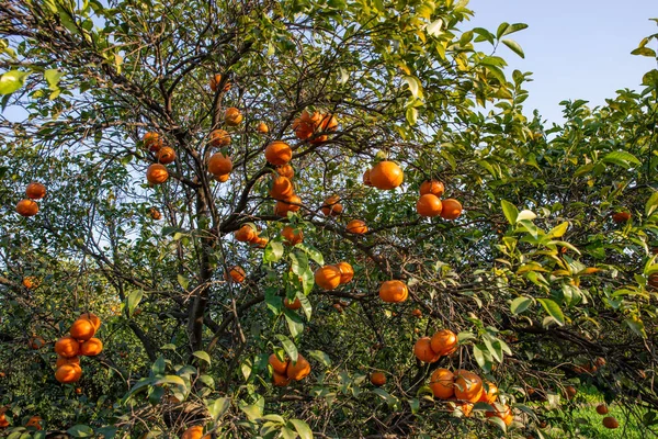 Orange tree full of juicy oranges in winter daylight scene.