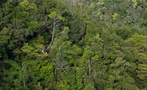 Vogelperspektive Auf Regenwald Und Grüne Bäume Umweltfreundlicher Park — Stockfoto