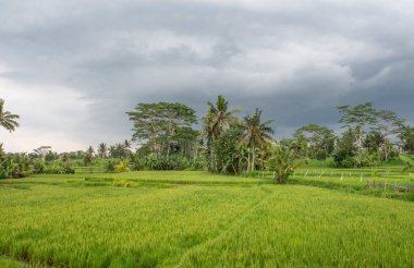 Arkaplanda koyu bulutlu yemyeşil pirinç tarlası manzarası.