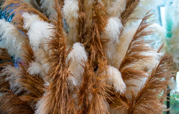 Closeup View Dried Pampas Grass Brown White Color — Stock Photo, Image