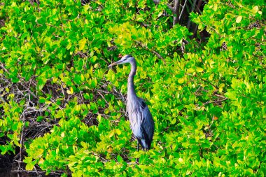 Pelican Point National Reserve Florida