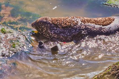 Baby seals with mothers at the Carpinteria seal sanctuary