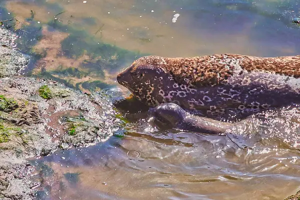 在Carpinteria海豹保护区有妈妈的小海豹 — 图库照片