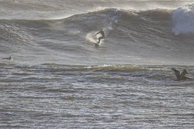 14 yılın en büyük dalgaları Santa Barbara limanını vurdu.