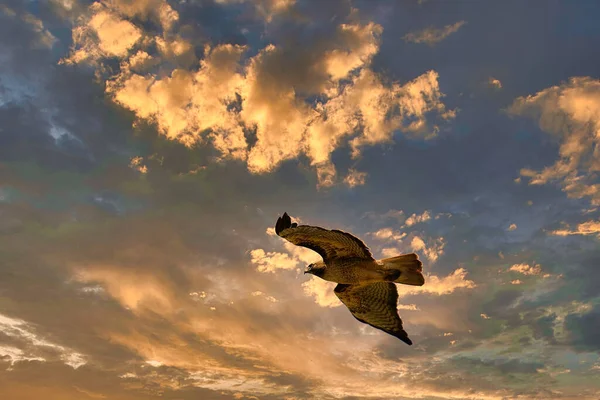 Uccelli Rapaci Librano Sopra Santa Ynez California — Foto Stock