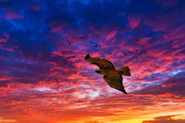 Roofvogels Zweven Boven Santa Ynez California — Stockfoto