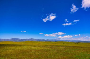 Santa Ynez ilkbahar kır çiçekleri ve kuşlar