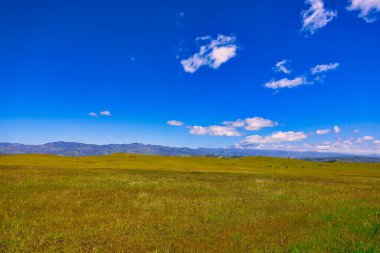 Santa Ynez ilkbahar kır çiçekleri ve kuşlar