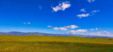 Santa Ynez ilkbahar kır çiçekleri ve kuşlar