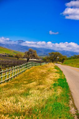 Santa Ynez ilkbahar kır çiçekleri ve kuşlar