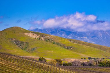 Santa Ynez ilkbahar kır çiçekleri ve kuşlar